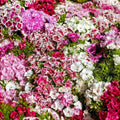 1 Assorted Dianthus Live Plant in Pot, Dianthus Carnation Perennial Plant Live, Very Fragrant Mixed Random Colors