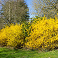 Lynwood Gold Forsythia Plant Live, Yellow Forsythia Shrub Golden Bells, Hardy Forsythia Tree for Landscaping, 5-6 Inch Tall, Live Plant in 4'' Pot, Well-Rooted