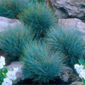 4 Blue Fescue Grasses Plants Well-Rooted, Ornamental Grass Live Plants Perenial, 2 Plants Per Pot, 4 to 8 Inc Tall from Bottom Pot, Fast-Growing Outdoor