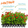 2 Red Lantana Plants Live Trees, Ready to Bloom, Hardy Long Blooming Seasons, Vibrant Colorful Perennial Fragrant, 5-10" in Tall, Full Sun Growing