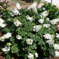 Change Color Hydrangea Live Plant in 2.5 Inch Pot, Hydrangea Trees Shrub Bush Perennial Outdoor Planting (Oakleaf White to Pink Red)