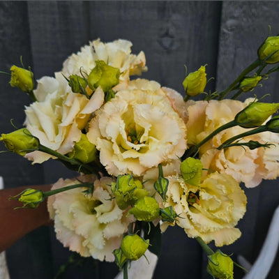 Live Pink Yellow Eustoma Lisianthus Plants, Flowers Seedlings, 3-5 Inches Heights, Well-Rooted Plug, Rose Plant for Garden