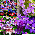 Clematis Vine Plants Live in Pot, 8 Months Old Seedlings Climbing Flowering, Outdoor Trellis Fences, Cold Hardy (Random Clematis)