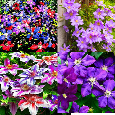 Clematis Vine Plants Live in Pot, 8 Months Old Seedlings Climbing Flowering, Outdoor Trellis Fences, Cold Hardy (Random Clematis)