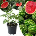 Red Watermelon Live Plant 3-6 Inch Tall, Watermelon Fruit Plant in Pot for Outdoor Garden