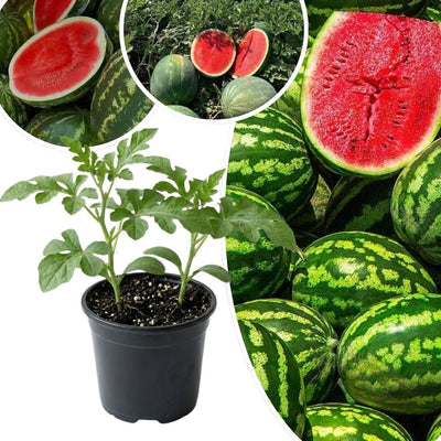 Red Watermelon Live Plant 3-6 Inch Tall, Watermelon Fruit Plant in Pot for Outdoor Garden