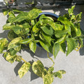 Golden Pothos Live Plant, Live Pothos Plant, Variegated Pothos Plant Live in 4 Inches Pot, Indoor Live House Plant, House Indoor Plant