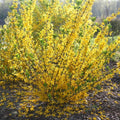 Yellow Forsythia Plants Live for Flowering in 4 Inch Container, Lynwood Gold Forsythia Bush Live Plant, Forsythia Shrub