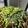 Variegated String of Pearls Plant Live, String of Pearls Plant Live, Variegated String of Pearls, Live String of Pearls Succulent Plant in Pot for Indoor House Planting (4 Inch Pot)