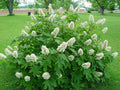 White Oakleaf Hydrangea Bush Plant Tree Live Flowering Shrub Hardy Starter Plant Size 5 to 11 Inches in Tall, White Color Blooms, Domant, Winter Hardy