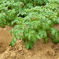 Seed Potatoes for Planting Outdoors, Mixed Red Yellow Purple Inside, 2 Pound Heirloom Potatoes Easy to Plant