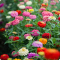 3 Assorted Zinnia Plants, Zinnia Flower Plants, 3 to 5 Inc Tall, Live Zinnia Plant Gardening Indoor Outdoor