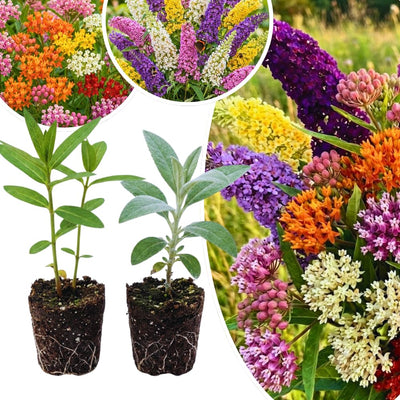 2 Mix Flower Plants Live, Assorted Lantana, Plumbago, Buddleia, Milkweed Plants Live, 4 to 6 Inc Tall, Flower Collection Garden