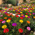 2 Random Moss Rose Plants Live, Moss Rose Purslane Flower Plant in 4 Inch Pot, Ground Cover Plant, Ideal for Containers, Hanging Baskets and Garden Beds, 4-8 Inches Tall
