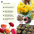 Yellow Ranunculus Flowers Bulbs for Spring Planting, Perennial Flower Bulbs, Early Spring Flower to Plant Outside, Colorful Blooms Groundcover Bulbs, Top Size