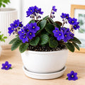 Blue African Violet Plant Live, 4 Inch Pot, Indoor Flowering Plant