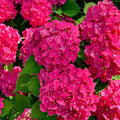 Hydrangea Live Plant in 2.5 Inc Pot, Hydrangea Tree Shrub Bush Perennial Outdoor Planting, Change Color Each Season (Purple to Pink to Blue)