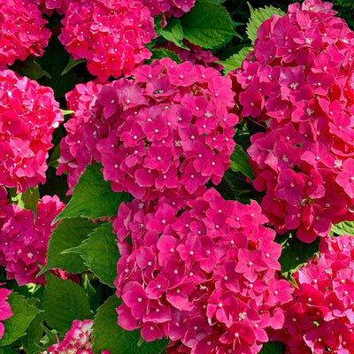 Hydrangea Live Plant in 2.5 Inc Pot, Hydrangea Tree Shrub Bush Perennial Outdoor Planting, Change Color Each Season (Purple to Pink to Blue)