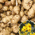 Set 5 of Jerusalem Artichoke Live Tubers, Sunchoke Bulbs for Planting, Vegetable Plant Garden