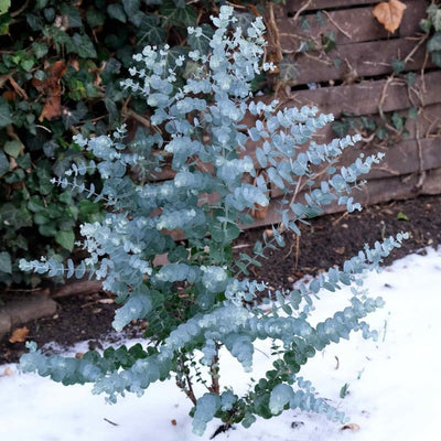 Eucalyptus Live Plant Fully Rooted, Fragrant Foliage Houseplant, Easy Care for Indoor and Outdoor, 2.5" Pot (Baby Blue Eucalyptus Tree)
