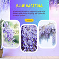 Blue Wisteria Tree Live Plant Well Rooted in 4 Inch Pot, Fragrant Wisteria Flowers for Outdoor Planting, 4 to 7 Inches Height