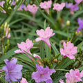 4 Mexican Petunia Live Plants 4–7 Inches Tall, Mexican Petunia Flowering Plants for Borders, Beds or Landscape (Pink)