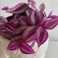 Pink Wandering Jew Plant, Live Pink Wandering Jew Vine, Fully Rooted Rare Indoor Plant, 3 Inc Pot