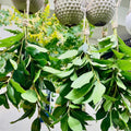 Laurus Nobilis Bay Leaf Tree Live Plant, Bay Leaf Plant for Gardening Laurel Plants Live from 7 to 9 Inc Long
