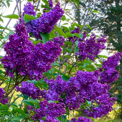 Dark Purple Lilac Tree Live Plant for Planting, Lilac Bush Shrub, 6 to 9 Inches Tall, Fragrant Flowers