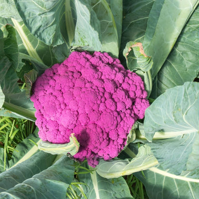 Cauliflower Plant in 4" Pot, Vegetable Cauliflower Live Plant Potted for Planting (Purple Cauliflower)