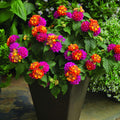 2 Random Lantana Plants Live Trees, Ready to Bloom, Hardy Long Blooming Seasons, Vibrant Colorful Perennial Fragrant, 5-10" in Tall, Full Sun Growing