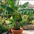 Dwarf Cavendish Banana Live Plant, Sweet Yellow Fruit Tree, 12 Inch Tall