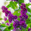 Live Purple Lilac Plant, Fragrant Syringa Flower Starter Plant, 6 to 8 Inch Tall Dormant Well Rooted, Syringa Live Plant, Lilac Bushes Live Plant, Live Lilac Tree Ready to Plant