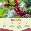 Sabdariffa Roselle Hibiscus Plants 5-8 Inch Tall, Red Sorrel Roselle Hibiscus Flowers for Planting in 4'' Pot, High Yield, Ready to Grow
