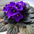 Purple African Violet Plant Live, Purple Violet Flower, 3-5 Inches Tall
