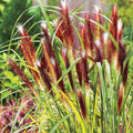 Red Grass Plant Live in 3.5 Inch Pot, Ornamental Grass Live Plant for Growing Your Garden