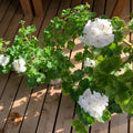 White Geranium Plants Live, Hardy Annual Geranium Live Plant from 3 Inc, Flowers Planting for Outdoor, Indoor Garden