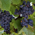 Grape Plant Live Potted, Fruit Vine Starter Plant 5-8 Inches, Hardy Climbing Seedless Grape Vine for Backyard Garden or Trellis (Purple Grape)