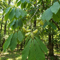 Pawpaw Live Plant, Pawpaw Fruit Tree, 1-2 Ft Tall