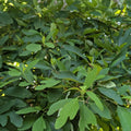 Sassafras Tree Seedling Live Plant Bare Root 1-2ft Tall