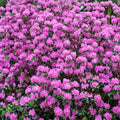 Purple Azalea Plant Live, 7 Months Old Rhododendron Like, Azalea Rhododendron Tree Flowers Plants Live Bush in Pot