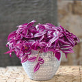 Pink Wandering Jew Plant, Live Pink Wandering Jew Vine, Fully Rooted Rare Indoor Plant, 3 Inc Pot