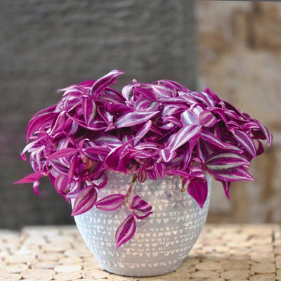 Pink Wandering Jew Plant, Live Pink Wandering Jew Vine, Fully Rooted Rare Indoor Plant, 3 Inc Pot