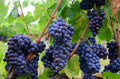1 Blue Grape Vine Plants, 1-2 Year Old Bareroot, Purple Blue Grape Plants Live for Planting, Grape Fruits Trees Live Plants