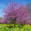 Purple Redbud Plant Live, Eastern Redbud Trees in Quart Pot, Cold Hardy Ornamental Flowering Tree, Winter Dormant
