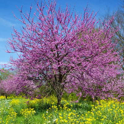 Purple Redbud Plant Live, Eastern Redbud Trees in Quart Pot, Cold Hardy Ornamental Flowering Tree, Winter Dormant