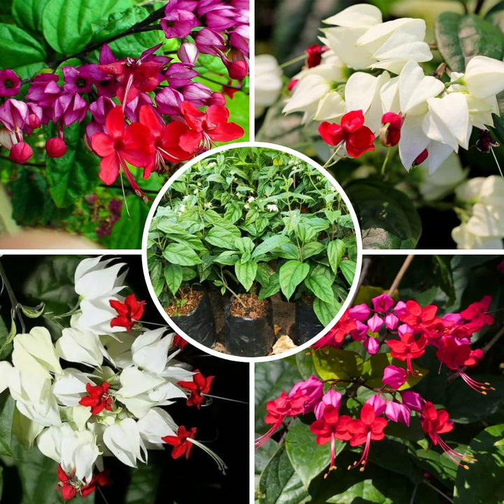 Set 2 Bleeding Heart Vine 5-9 Inc Tall, Clerodendrum Bleeding Heart Plants Live for Planting, Bleeding Heart Flowers (Mix Bleeding Heart)