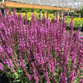 Pink Rose Sage Live Plant, Salvia Plant Live Herb for Grow Indoors Outdoor in 3 Inch Pot