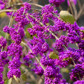 Beautyberry Plant Live, 4 to 6 Inches Tall, Berry Bushes Live Plants for Planting, American Beautyberry Fruits Trees, 4 Inc Pot, Well-Rooted