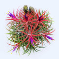 Air Plants Live Houseplants for Garden, 20 Tillandsia Air Plants Live, Purple Red Air Plant for Planting Gardening Outdoor, 2 to 3 Inc Long